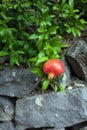 Delicious pomegranate fruit on a green leafs background.