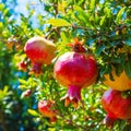 Delicious pomegranate fruit on a tree in the garden.