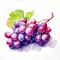 Delicious purple grapes. Grape bunch on a white background. Juicy watercolor illustration. Clip art for decoration. Royalty Free Stock Photo