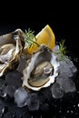 Delicious raw oysters served on ice