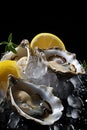 Delicious raw oysters served on ice