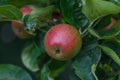 Delicious red apples growing on apple tree with green leaves in organic orchard in Vaud, Switzerland