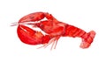 Delicious red boiled lobster. Watercolor illustration isolated on white background Royalty Free Stock Photo