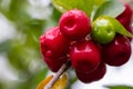 Delicious red cherries on the tree after the rain with drops on the fruits and blurred background Royalty Free Stock Photo