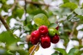 Delicious red cherries on the tree after the rain with drops on the fruits and blurred background Royalty Free Stock Photo