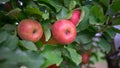 Sweet Red Gala Apples Australia