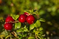 Delicious red lingonberry Vaccinium vitis-idaea berries after sunrise in golden light in Finnish nature
