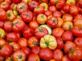 Delicious red orange yellow farmers tomatoes. Summer tray market agriculture farm full of organic vegetables Royalty Free Stock Photo