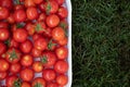 Delicious red tomatoes. red tomatoes and on green grass with space for copy background Royalty Free Stock Photo