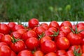 Delicious red tomatoes. Summer tray market agriculture farm full of organic vegetables Royalty Free Stock Photo