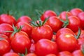 Delicious red tomatoes. Summer tray market agriculture farm full of organic vegetables, selective focus Royalty Free Stock Photo