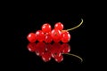 Delicious redcurrants Royalty Free Stock Photo