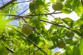 delicious ripe atis & x28;annona squamosa& x29; hanging on the tree Royalty Free Stock Photo