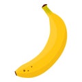Delicious ripe banana fruit isolated