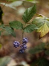 Delicious ripe berry in the forest Royalty Free Stock Photo