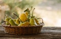 Ripe, freshly picked pears.