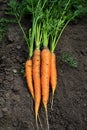 Delicious ripe orange carrot lays in a bunch in a vegetable gard Royalty Free Stock Photo