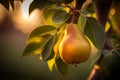 Delicious ripe pear hanging on tree with sunset golden hour. AI Generated Royalty Free Stock Photo