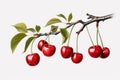 Delicious ripe red cherry branch isolated on white background - fresh juicy fruit ready for sale Royalty Free Stock Photo