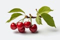 Delicious ripe red cherry branch isolated with white background - fresh juicy fruit for sale Royalty Free Stock Photo