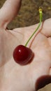 A ripe red cherry held in an open hand