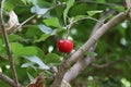 Delicious ripe sweet cherries as background, closeup view Royalty Free Stock Photo