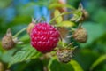 Delicious ripe and unripe raspberries in a fruit and berry garden