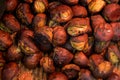 Delicious Roasted chestnuts. Tianjin chestnut, Japanese chestnut