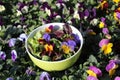 Delicious salad with edible blossoms Royalty Free Stock Photo