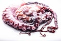 Delicious sea delicacy. Octopus tentacles on white background. Horisontal shot. Close-up