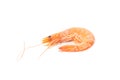Delicious shrimp isolated on background. Seafood