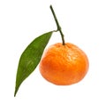 Delicious single tangerine over isolated white background