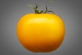 Single yellow tomato isolated on grey background Royalty Free Stock Photo