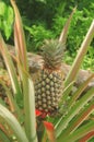 Delicious Srilankan  pineapple Royalty Free Stock Photo