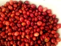 Red raw cranberries