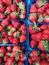 Ecologically Farmed Strawberries in Plastic Packages Royalty Free Stock Photo