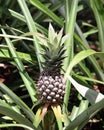 Delicious tropical fruit pineapple growing in the garden Royalty Free Stock Photo