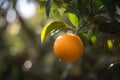 Delicious Valencia Orange Fruit in a Vibrant Ancestral Grove of Citrus Rangpur and Clementine Trees Royalty Free Stock Photo