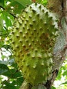 Delicious virtuous natural soursop fruit photo taken on the stem of the tree