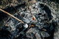 Delicious White Fluffy Roasted Marshmallows in front of extinguished bonfire