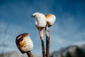 Delicious White Fluffy Roasted Marshmallows in front of sky