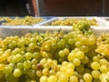 Delicious white grapes for wine production Royalty Free Stock Photo