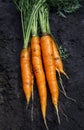 Delicious ripe orange carrot lays in a bunch in a vegetable gard Royalty Free Stock Photo