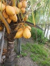 delicious yellow coconut