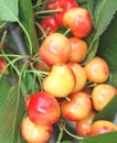 Delicious yellow-red cherry on natural green background Royalty Free Stock Photo