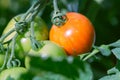 Delicious Yellow Striped Tomato