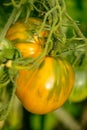 Delicious Yellow Tomato In Our Garden