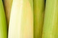 Deliciouse ear of sweet corn on cobs kernels or grains of ripe corn on white background corn vegetable Royalty Free Stock Photo