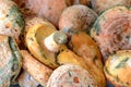 Delicius eatable mushrooms , Lactarius deliciosus Royalty Free Stock Photo