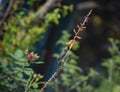 Sun bird pollinating on a aloe vera flowers Royalty Free Stock Photo